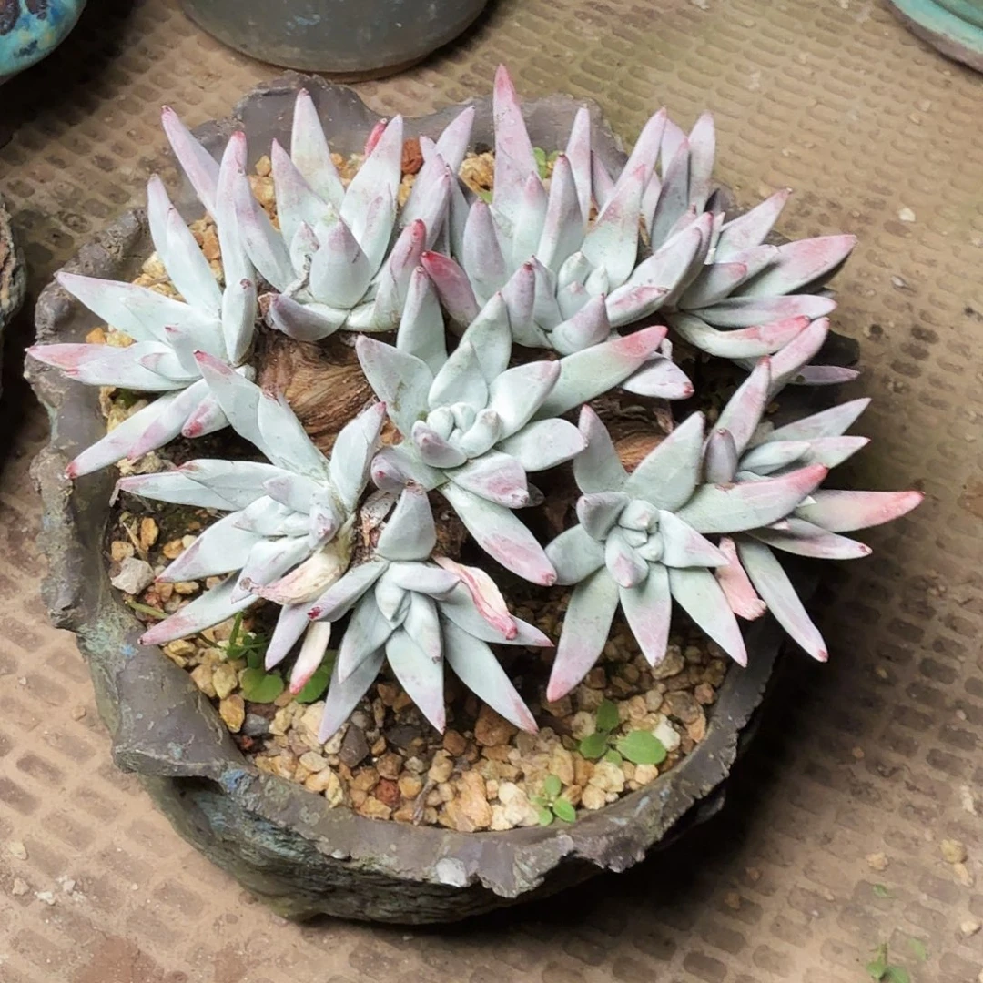 1132刘丹海瑟多肉