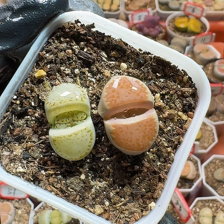 生石花2333:：：。  110