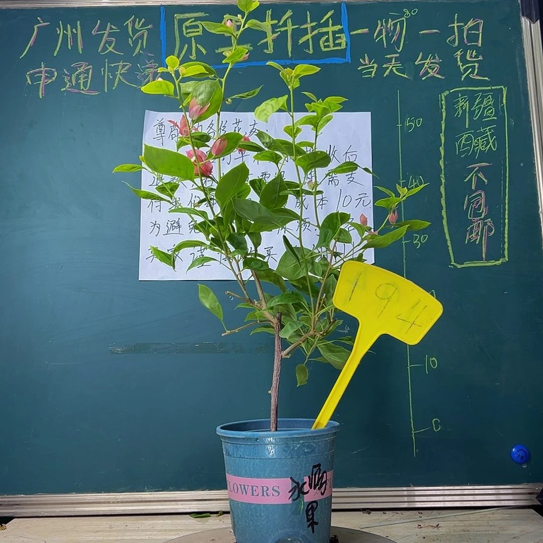 当前无花栽培后可以开花 水果酒  194