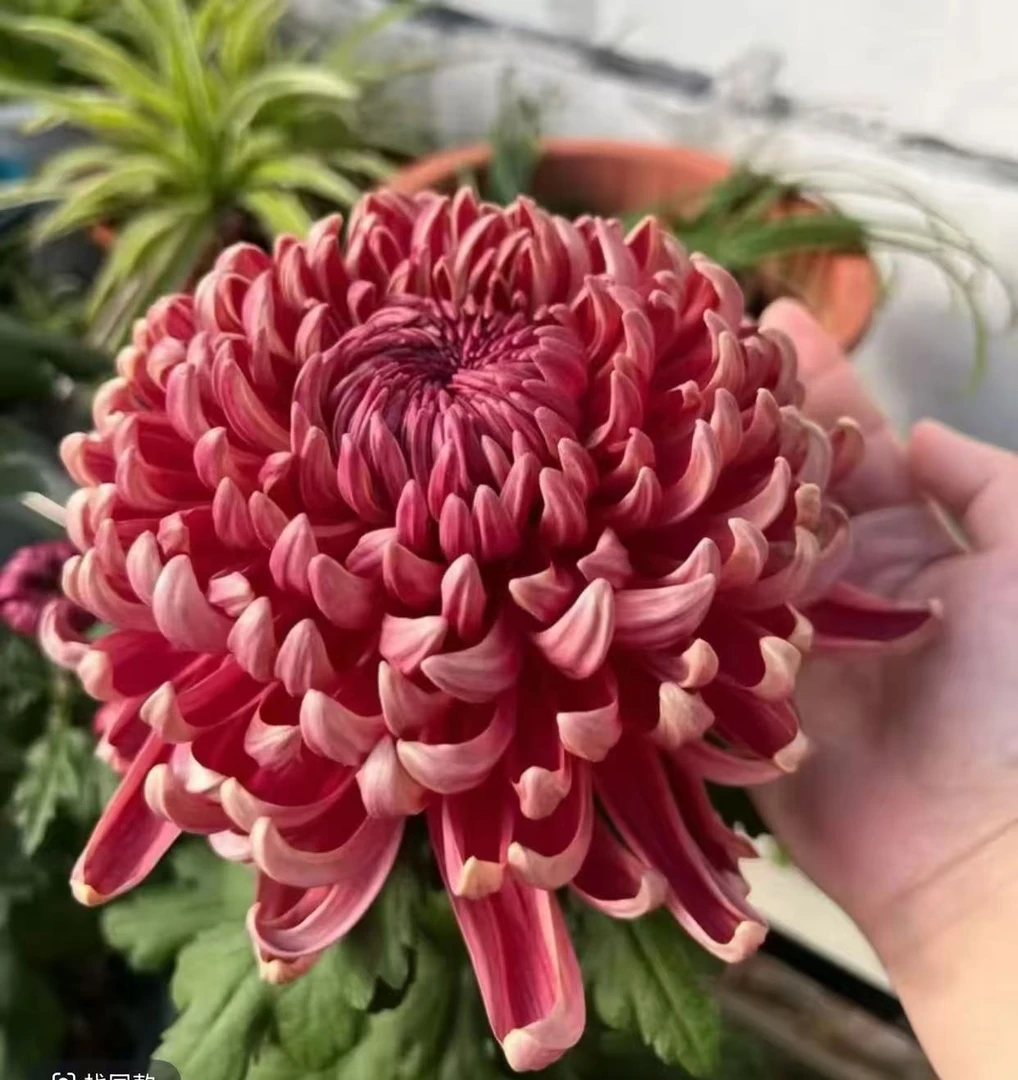 【花苞发货】【红国华】九月大花富贵菊简单好养护