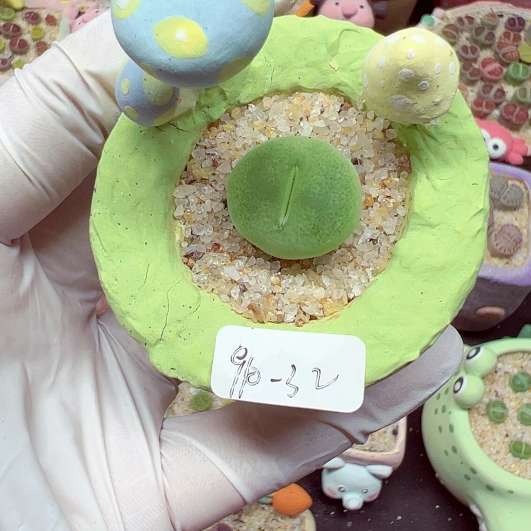 w***雯精致优秀的肉肉910-32