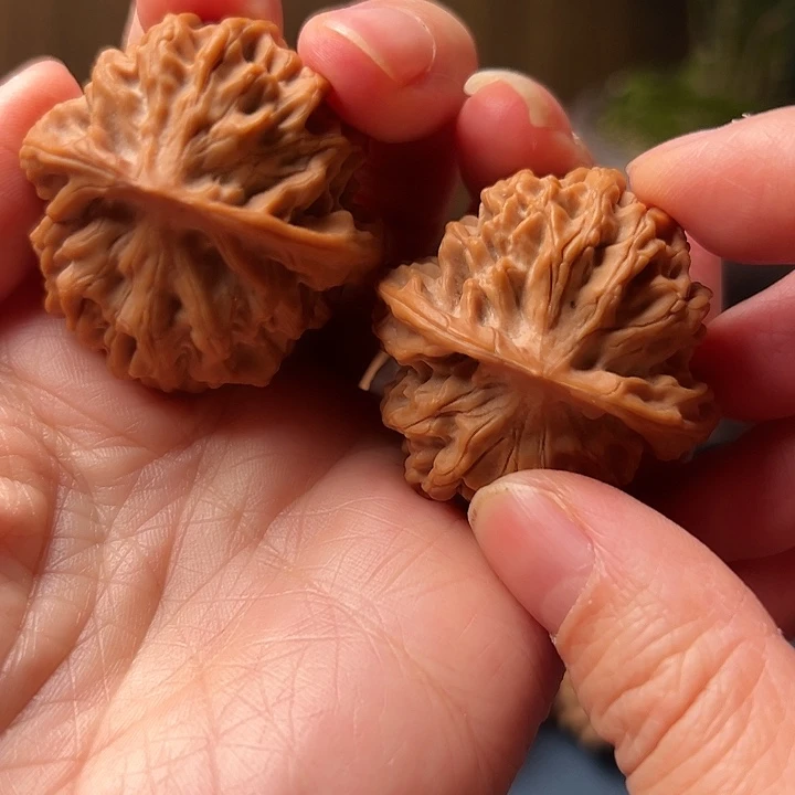 又***辰木桃树是由树上和