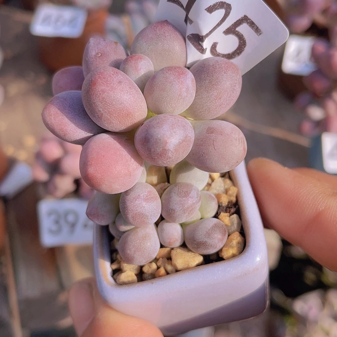 奶尖多肉植物多肉