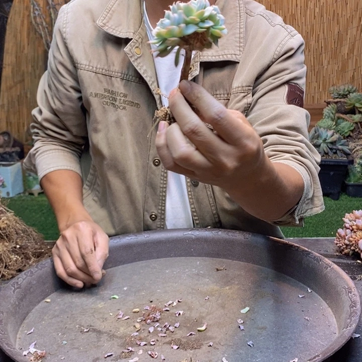 云***扬252号蓝巴黎多肉植物