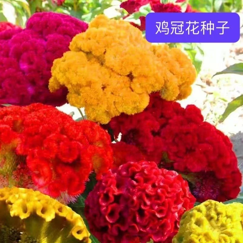 春季混色鸡冠花种子矮杆花籽阳台室外盆栽太阳花种子大花鸡冠花种