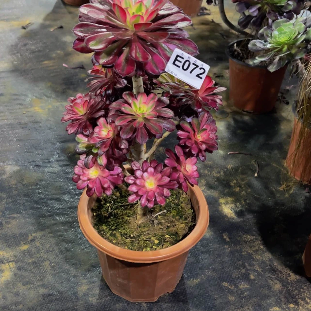 【闪购商品】07200