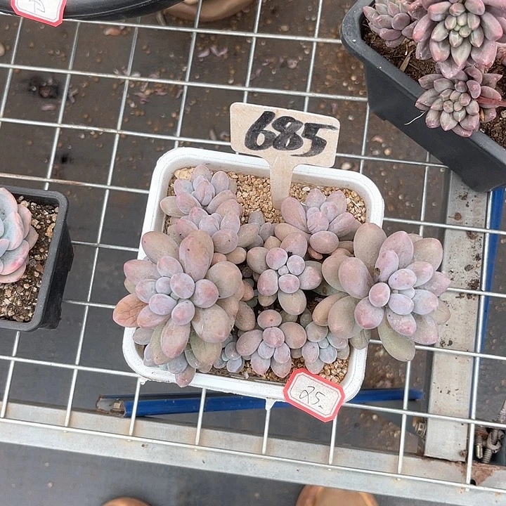 晨语多肉一物一拍685