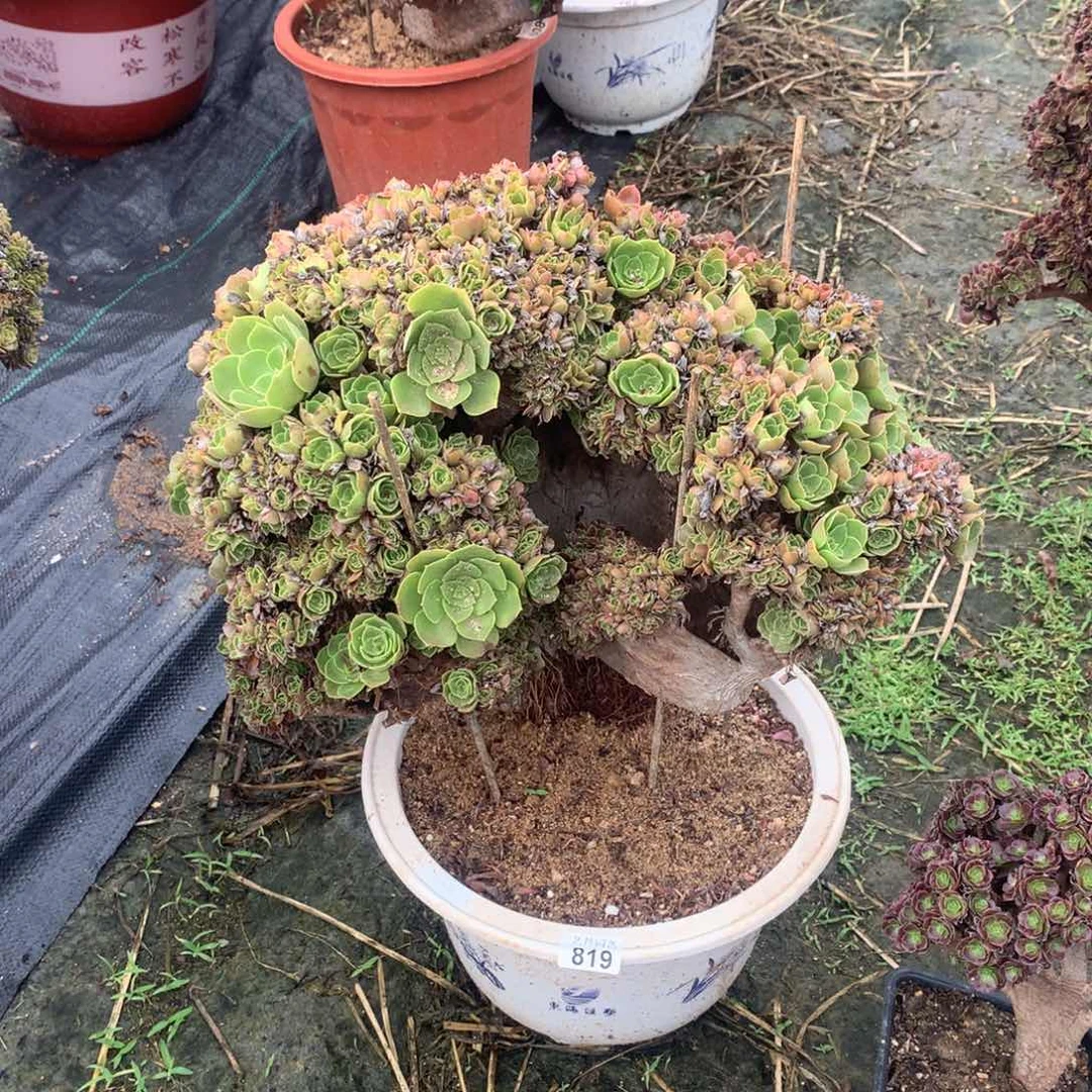 819玫瑰朵朵瑕疵一颗