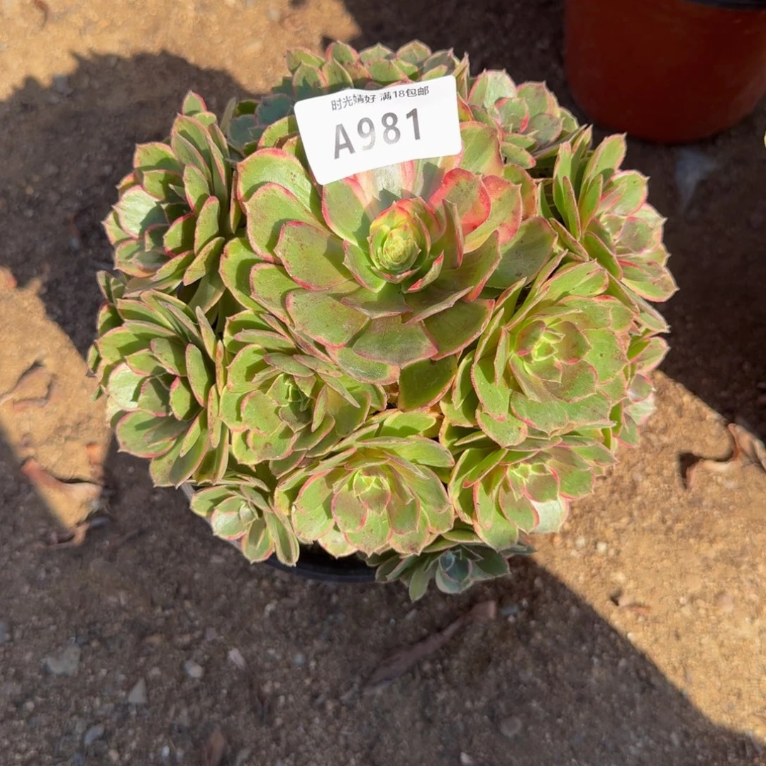 981粉花妖。多肉植物