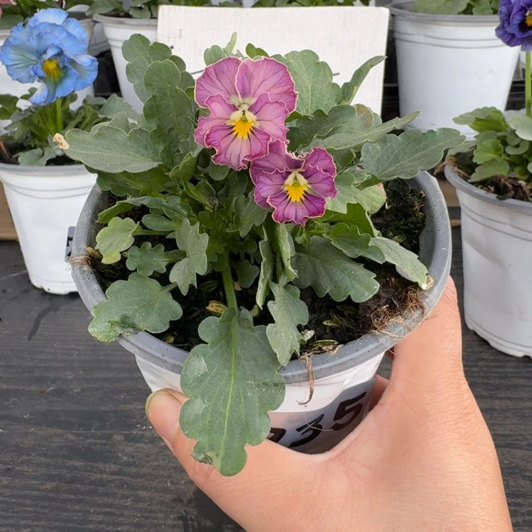 全部花朵735号心跳