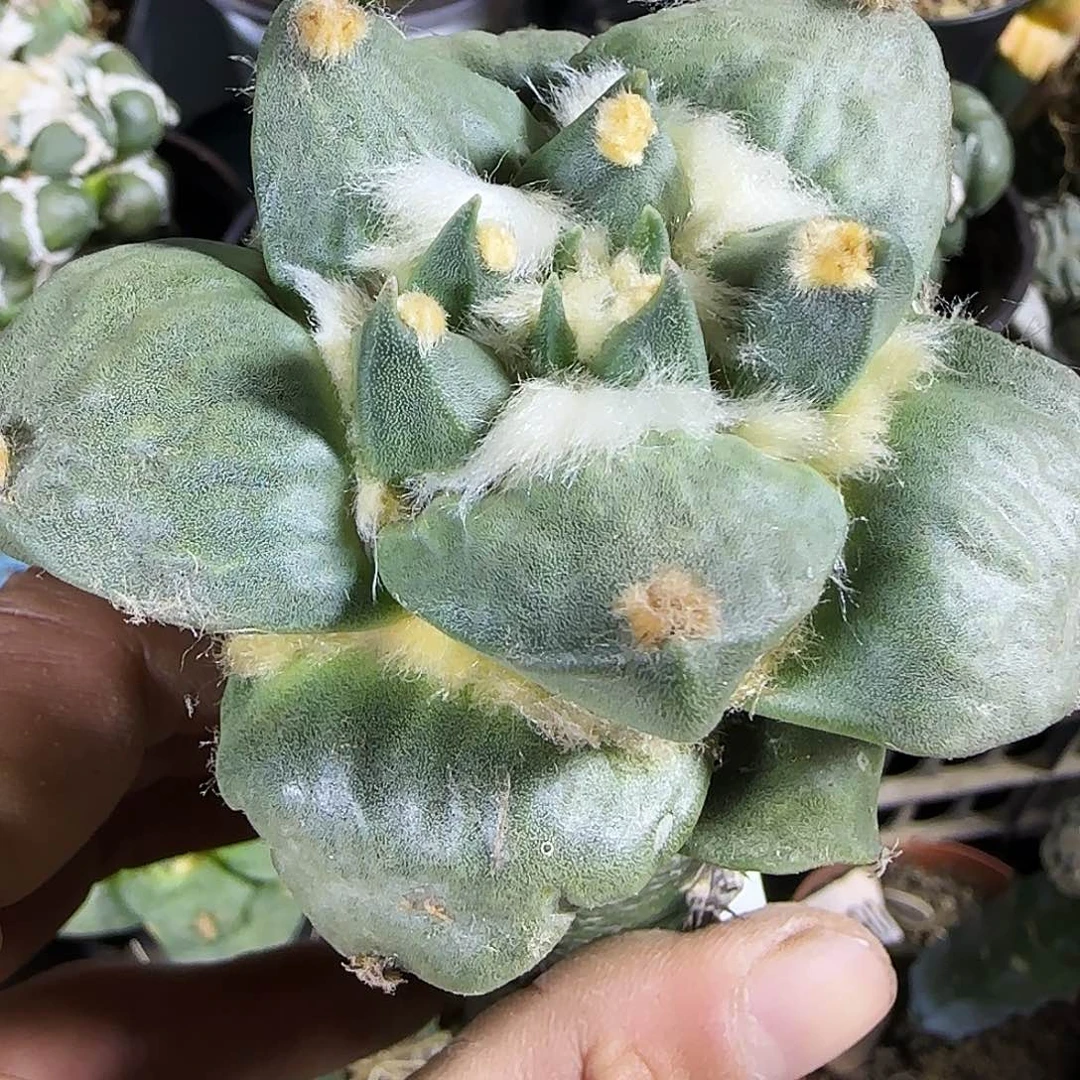 龙怒087仙人球开花