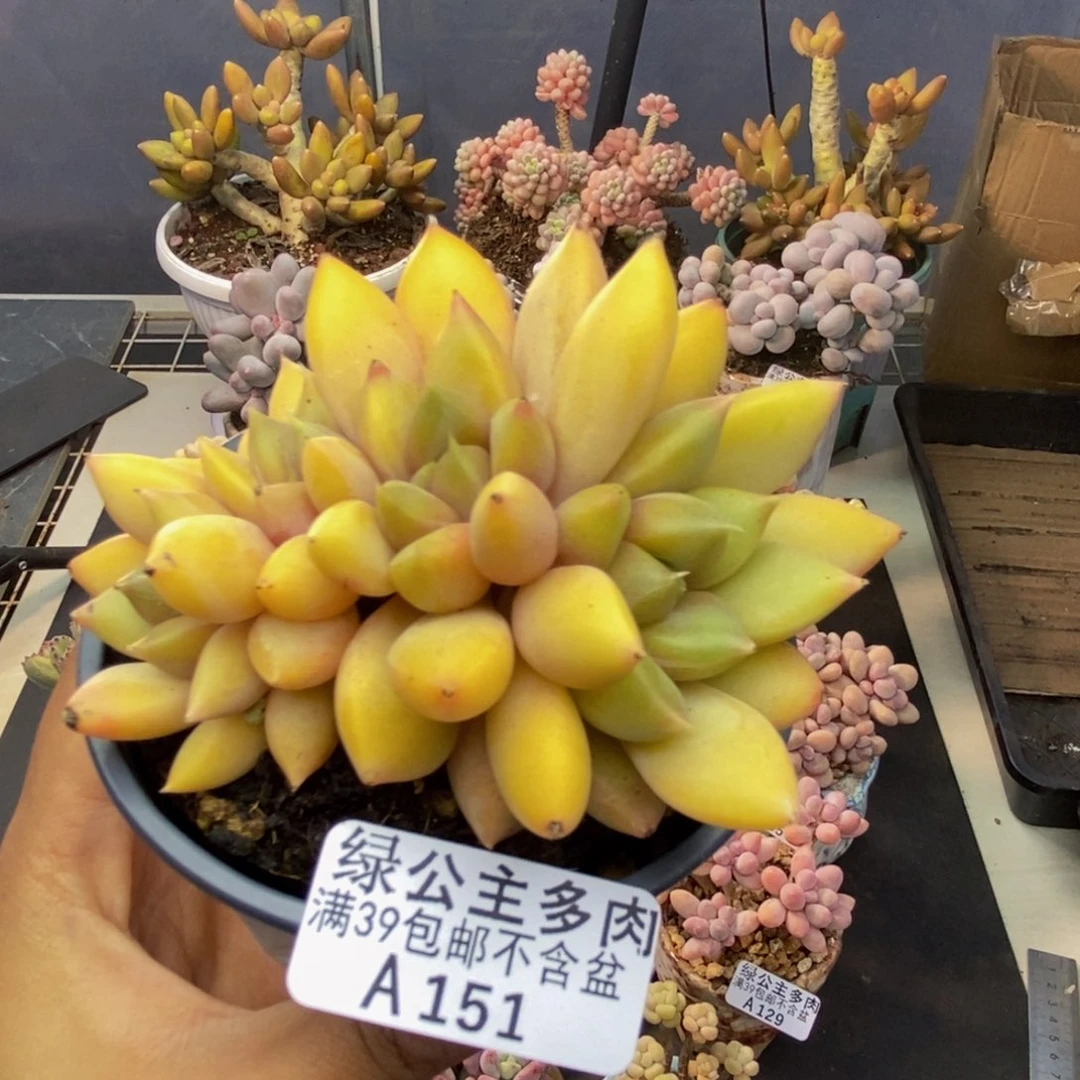 151象牙奶朵朵缀多肉8cm