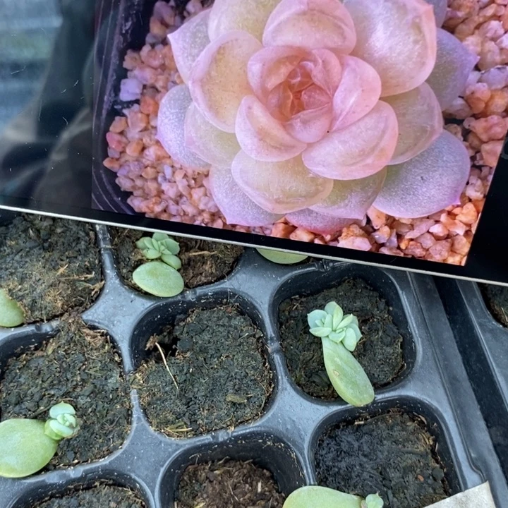 熊猫m321芽苗一个多肉