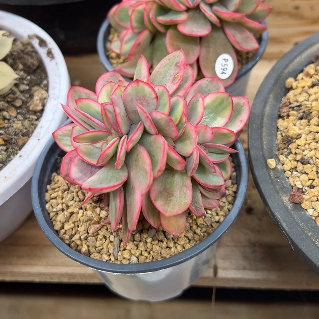 瑞蝶锦 缀化 夏鸣园艺