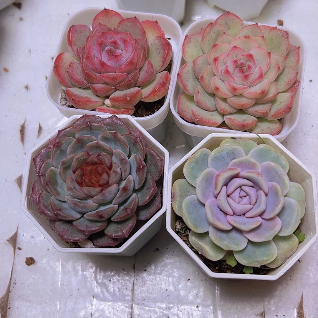 302汉堡组合4盆19包邮