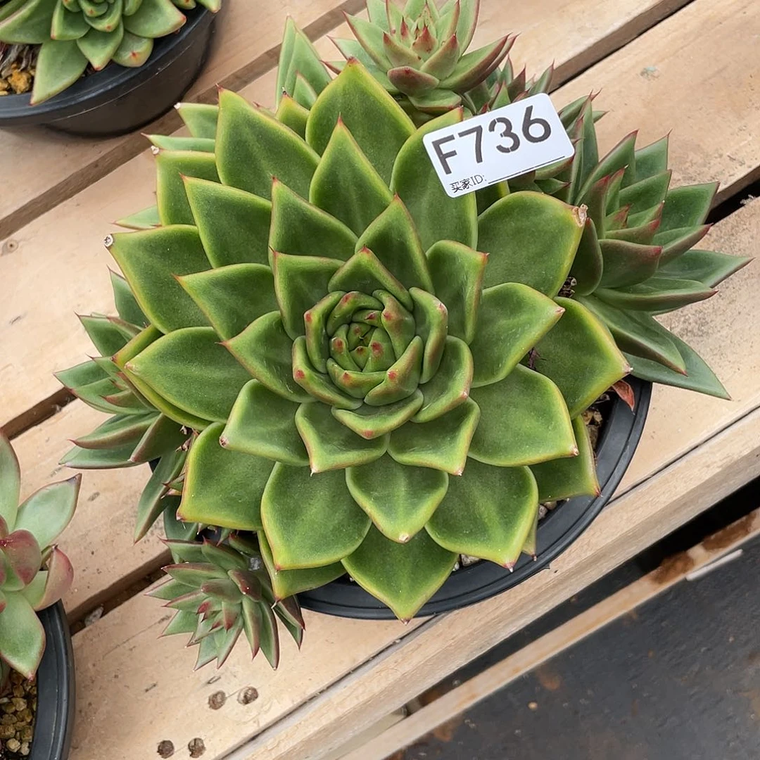 若如东云单拍F736