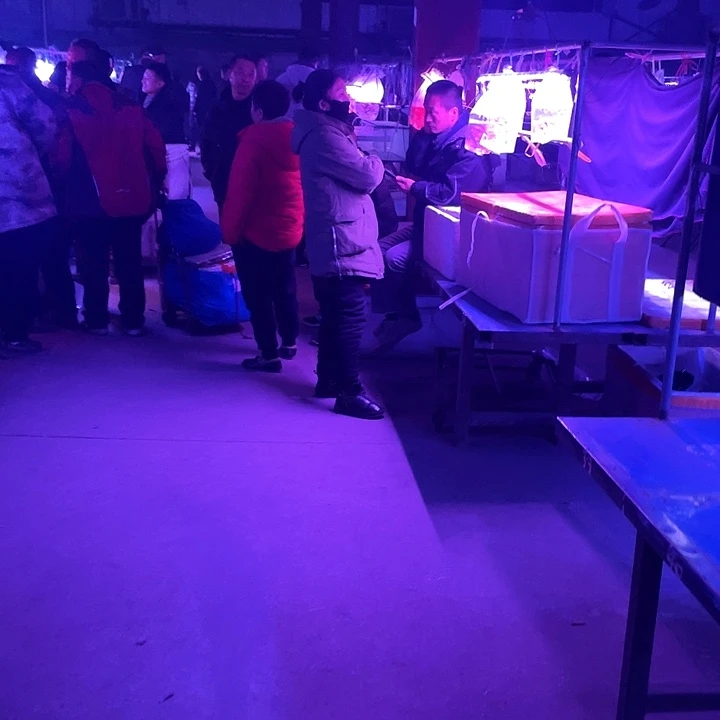 孤***独孔雀鱼30条黄金胡子