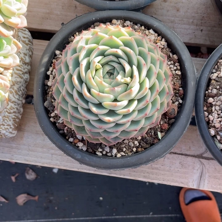 粉水晶多肉植物316