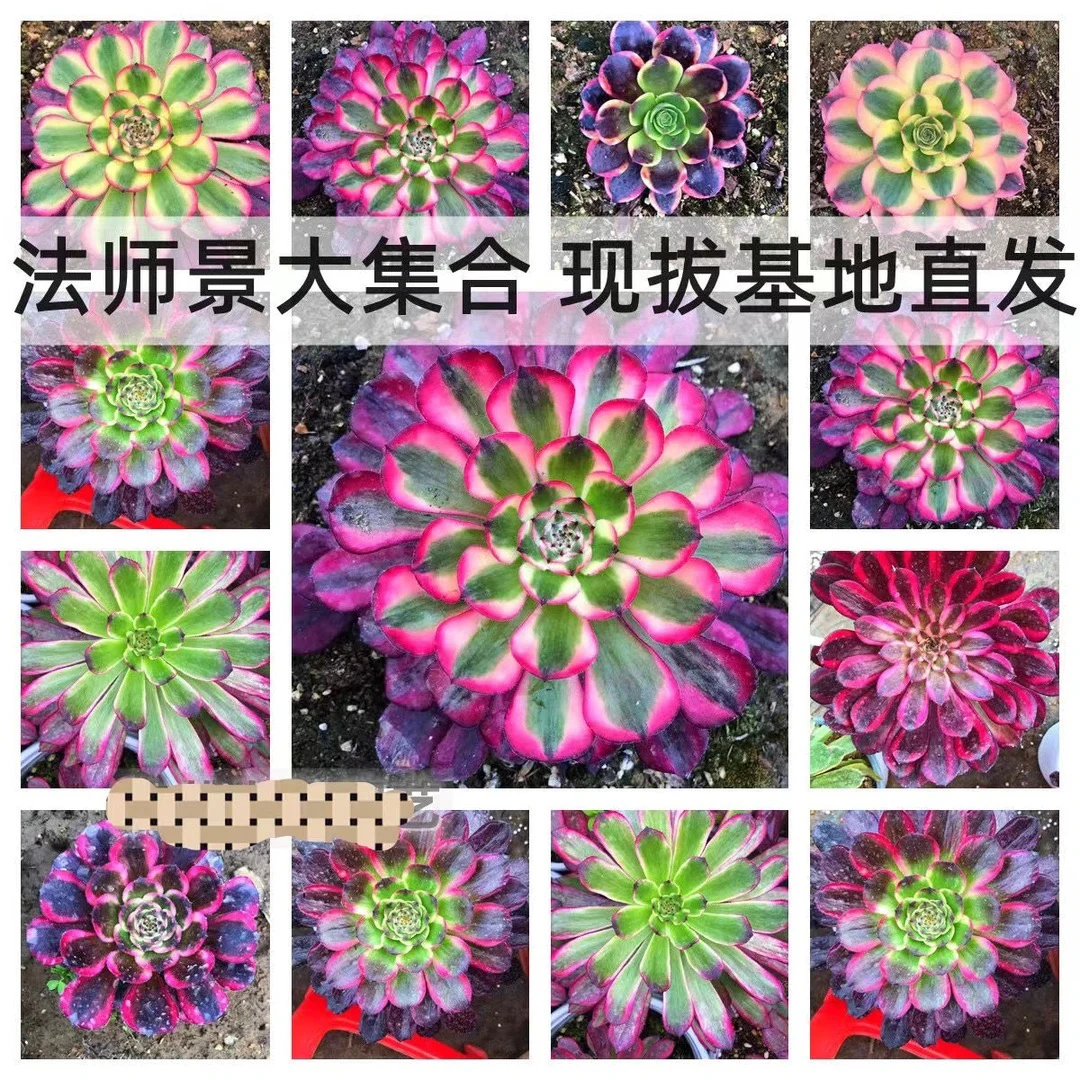 清棚筐拍8颗左右不重复法师景