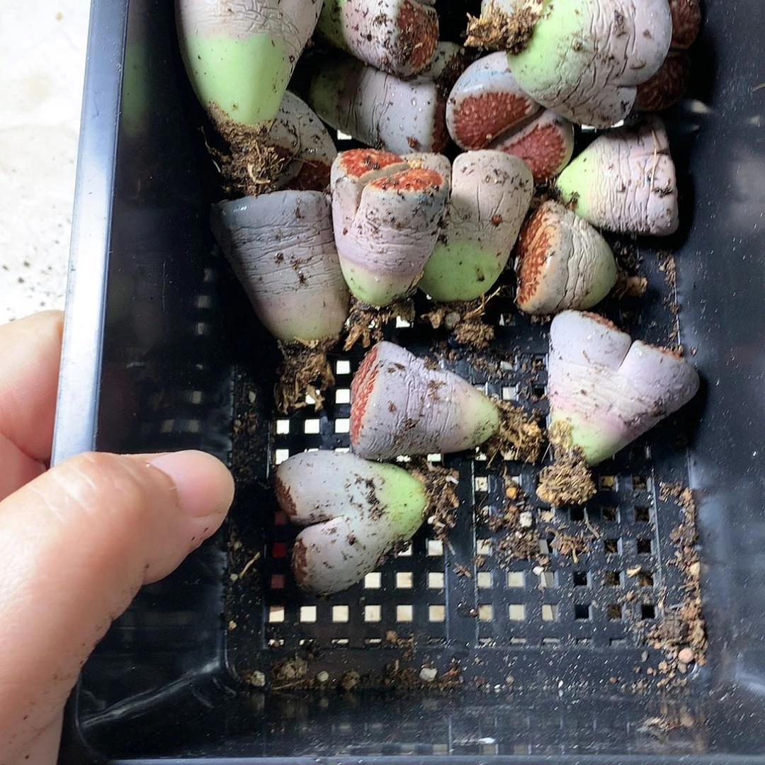 沛*K449多肉植物保护