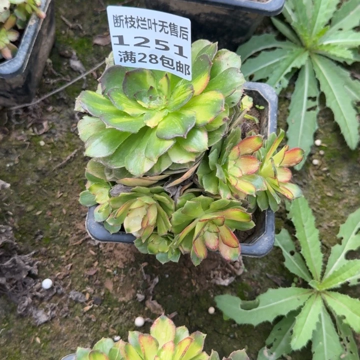 1251三号棚海王七彩B