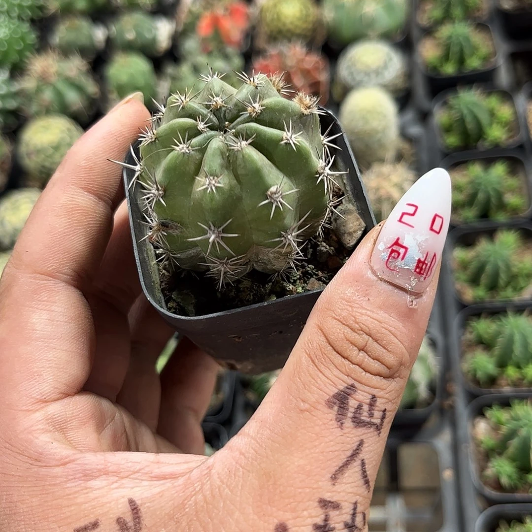 丑不拉几的机光单头发货