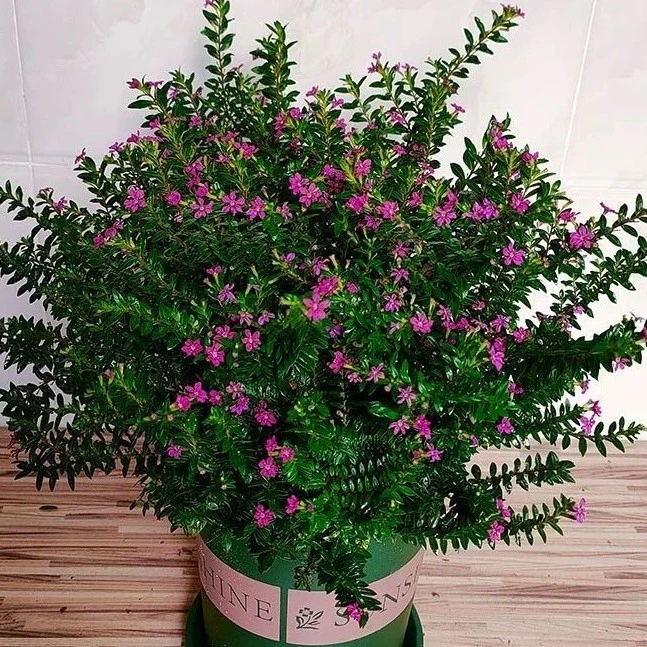 满天星盆栽带花苞四季开花耐热耐寒适合室内外阳台庭院绿植花卉