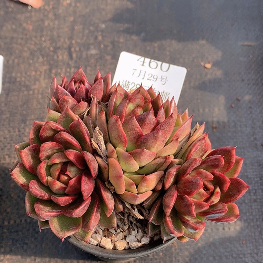 【闪购商品】云460号