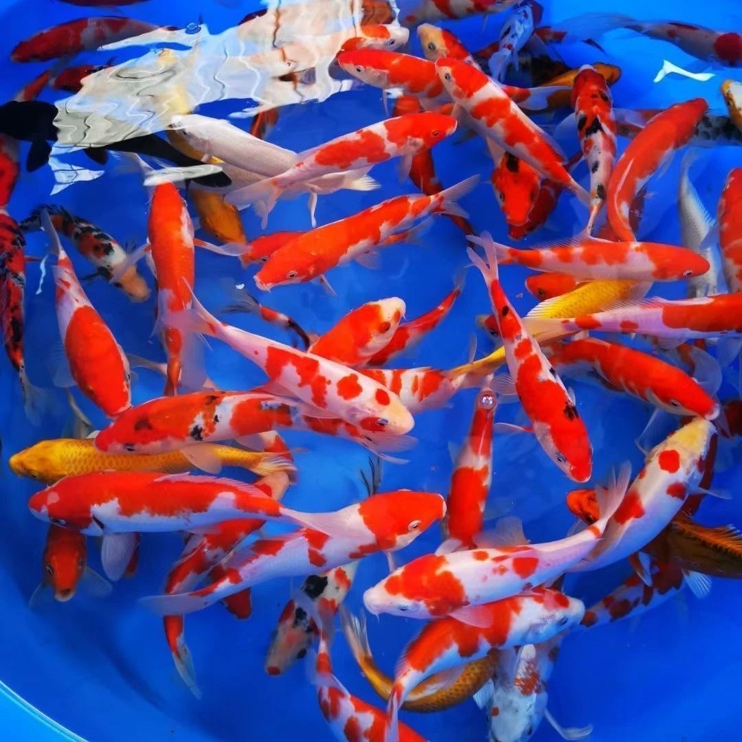 （黄牌）01-100号锦鲤观赏鱼非草金活体冷水大型黑金黄金白金红白