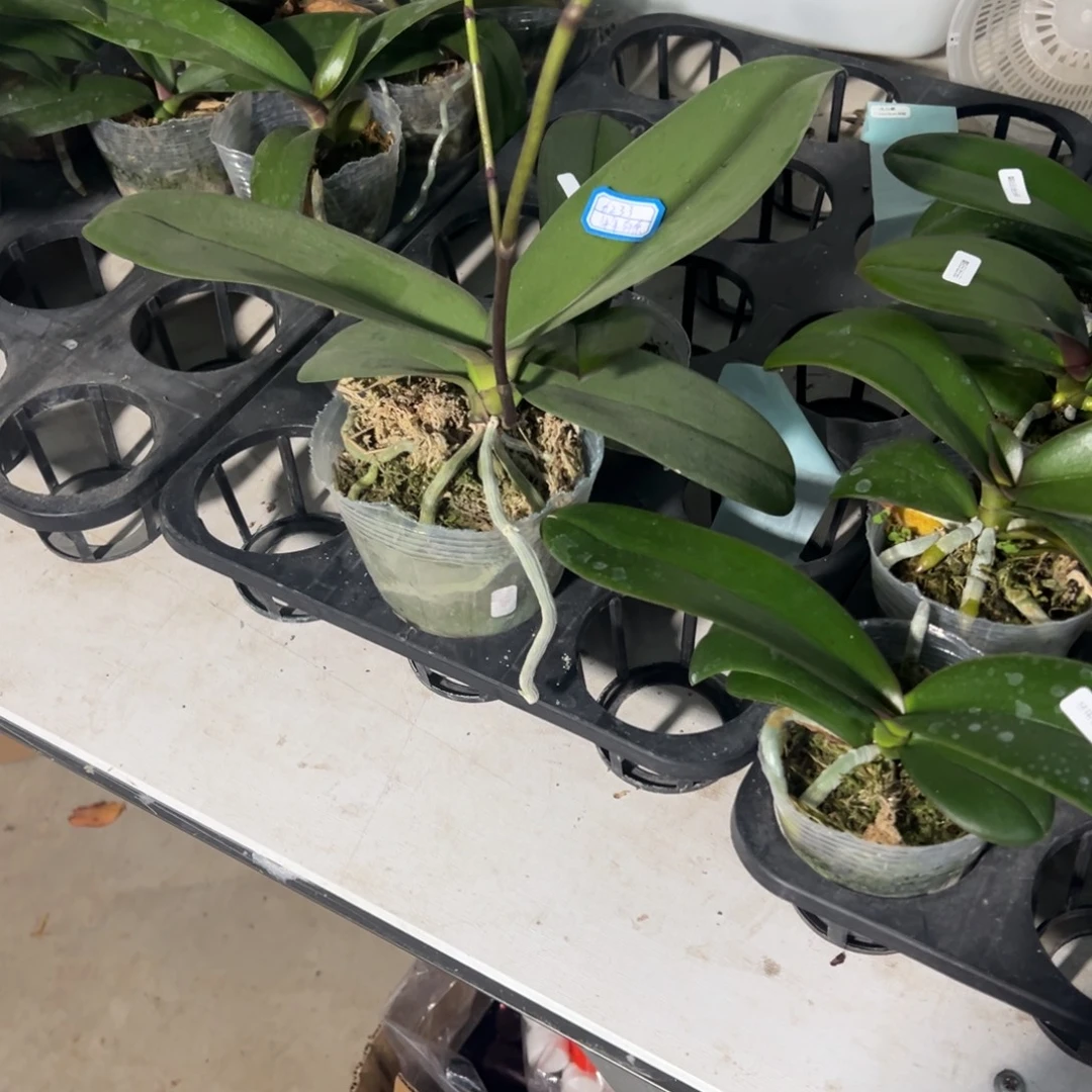 用***4当前无花栽培后可以开花6233年年有余处理苗