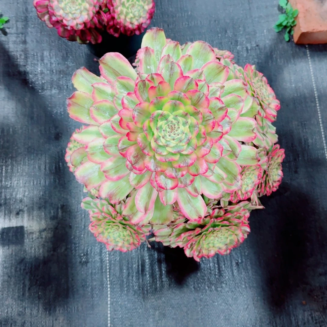 多肉植物发货发货