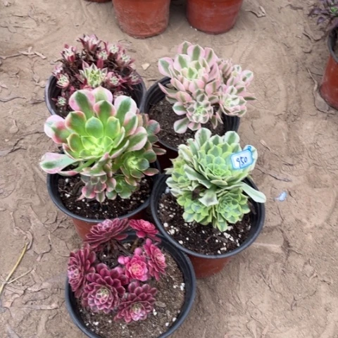 950多肉植物组合，