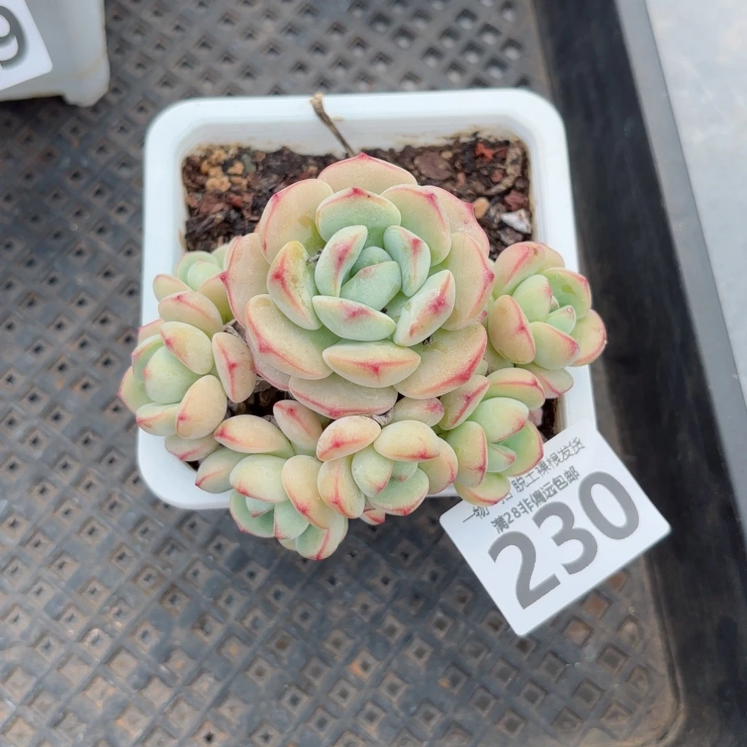 香草老桩无盆土发货