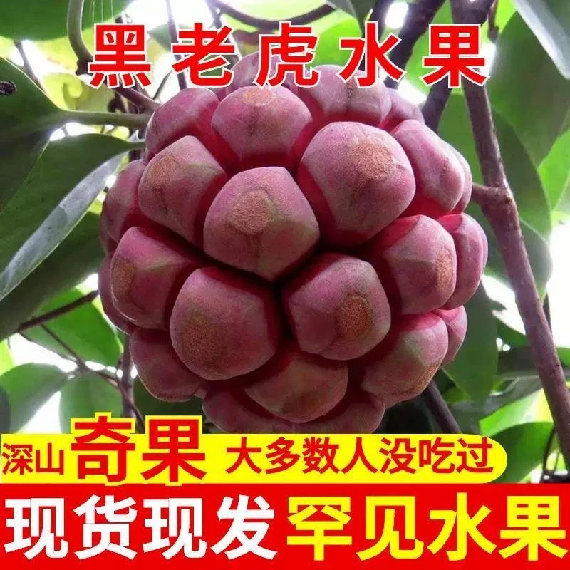 黑老虎布福娜应季新鲜水果当季恶魔果实现摘罕见奇异血藤整箱包邮