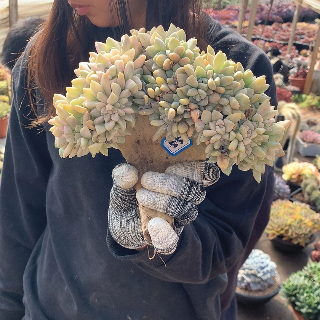 55淡雪锦缀 一物一拍多肉