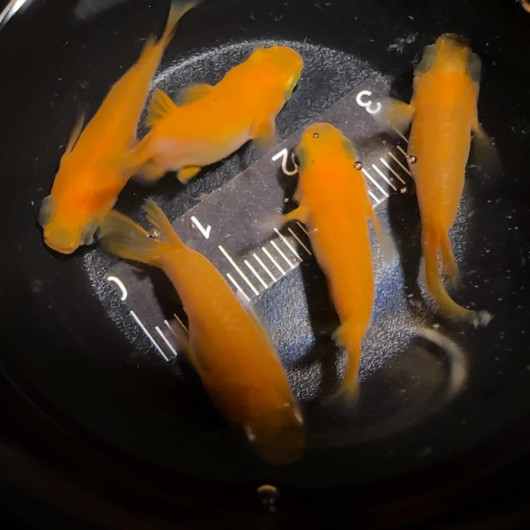 青鳉鱼一物一拍439