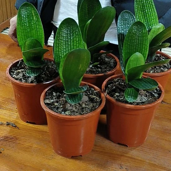 完全开放微瑕疵小型油王158