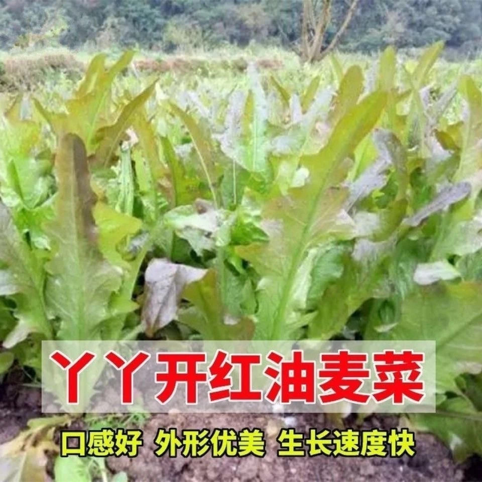 红丫丫开甜油麦菜种子丫丫菜种子耐热春天四季脆甜红油香麦种子