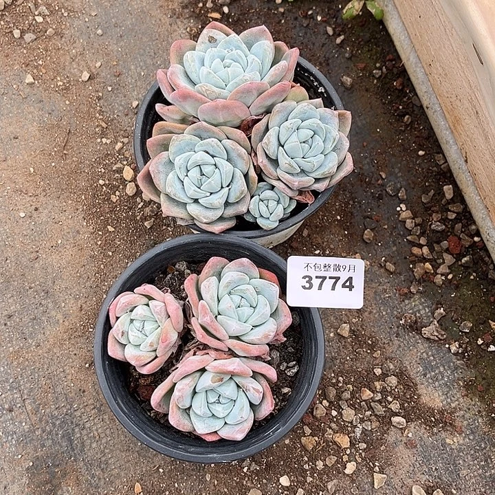 阿雅园艺。     3774