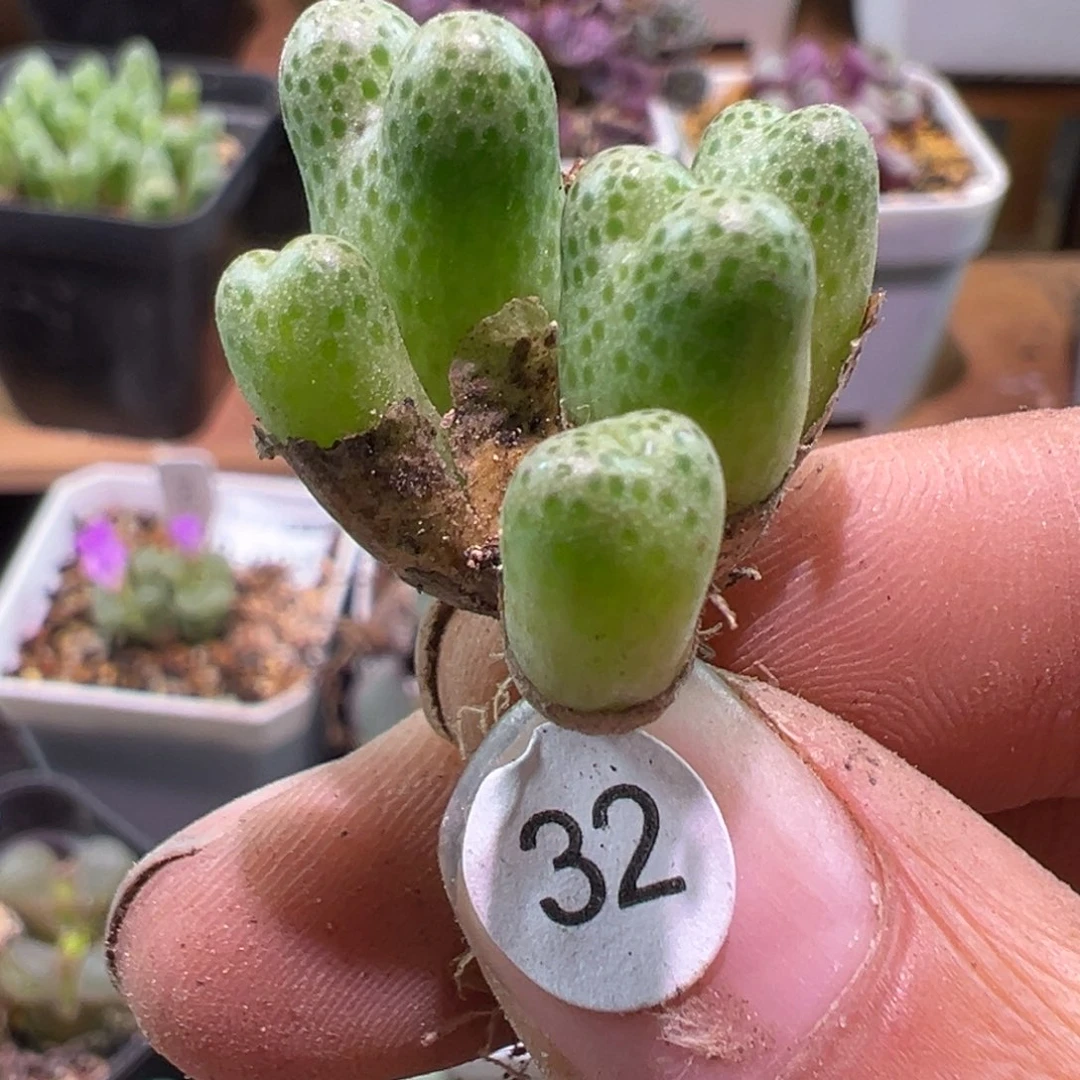 多肉植物111111111111