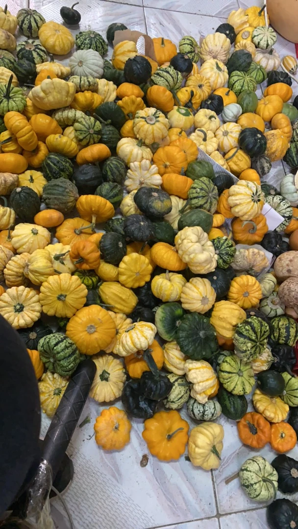 直播挑选墨西哥葫芦观赏南瓜