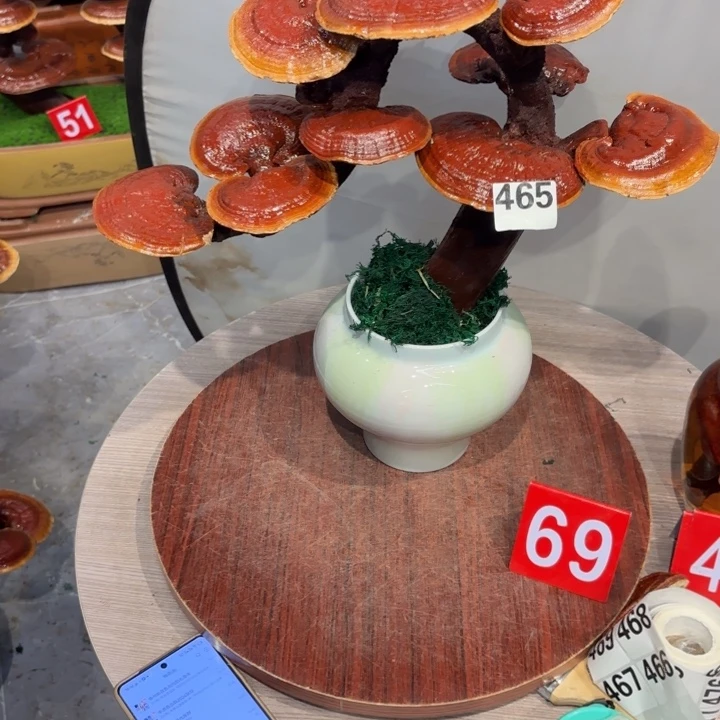开***仔灵芝888888888888888888