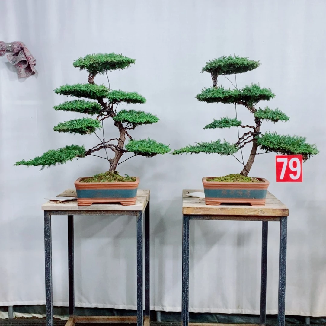 原生龙爪松盆景盆栽