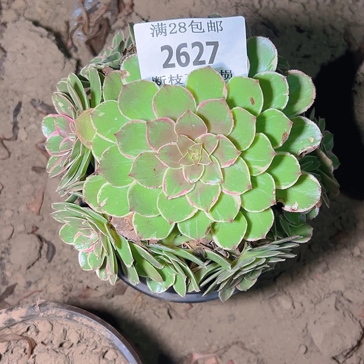 2627莲花座多肉植物