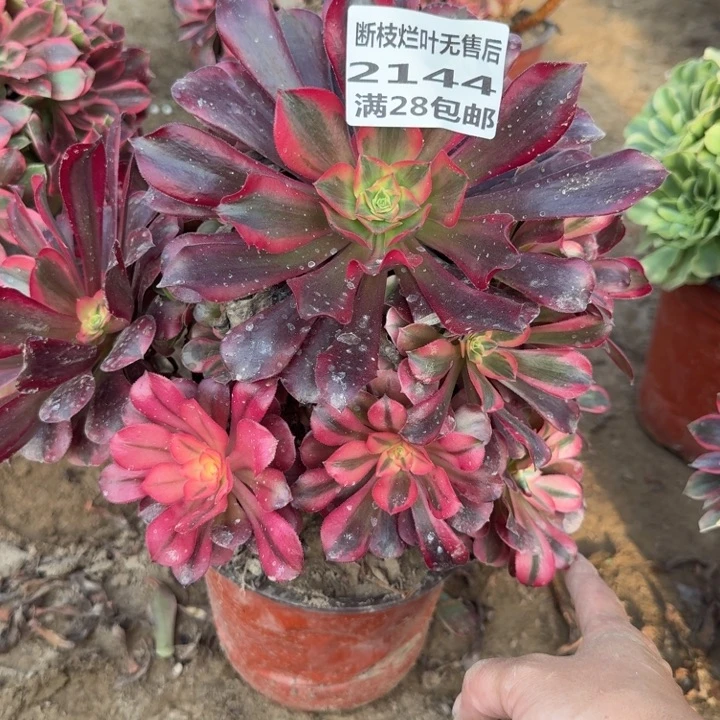 2144福利美杜莎无售后C