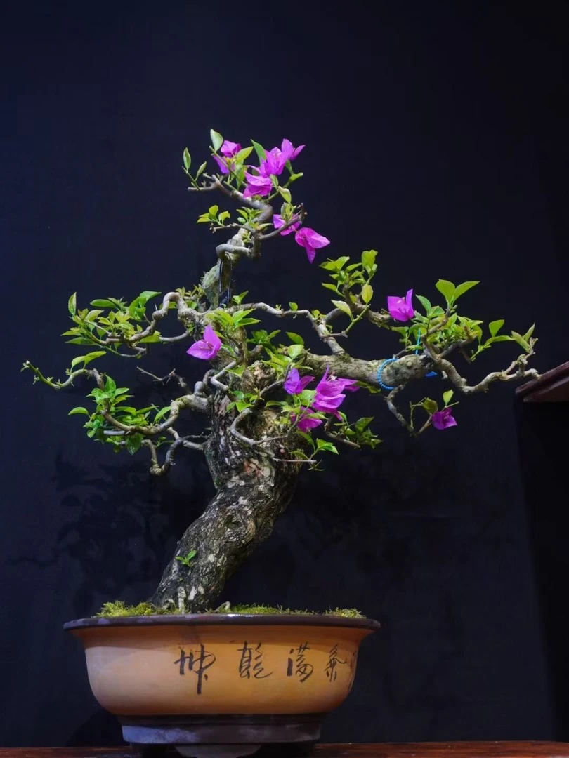 小叶紫花三角梅 岭南盆景