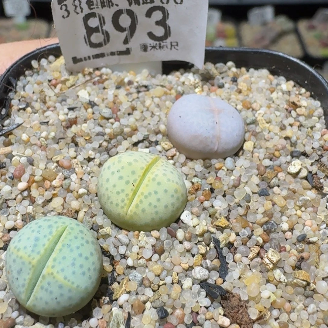 Ssss精品生石花893