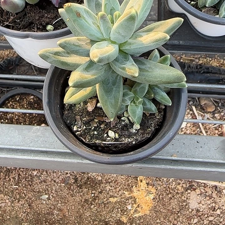 青蛙的时候我就11