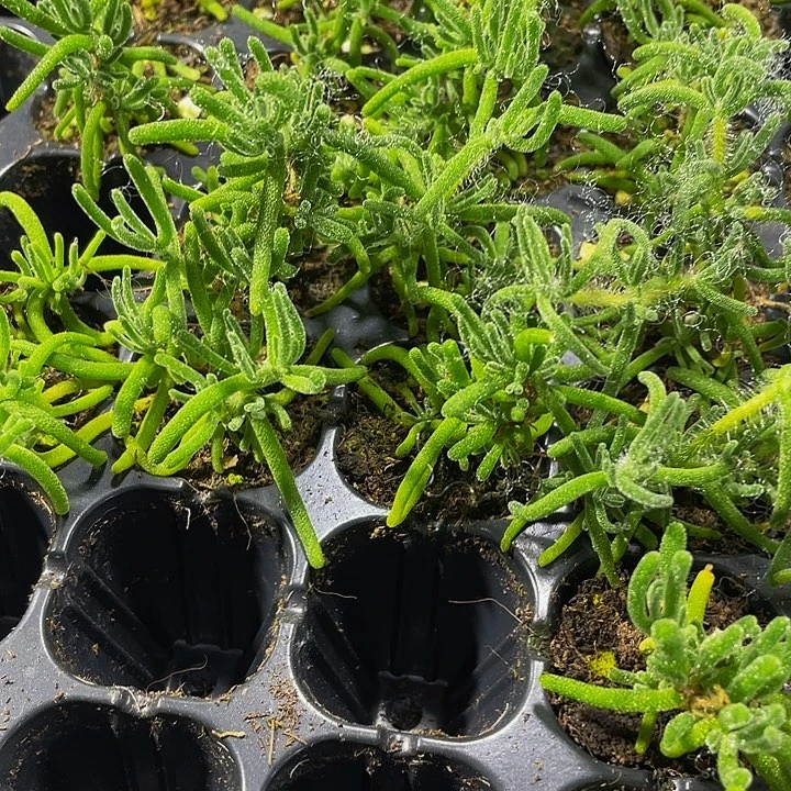 小枝干1元带土发货