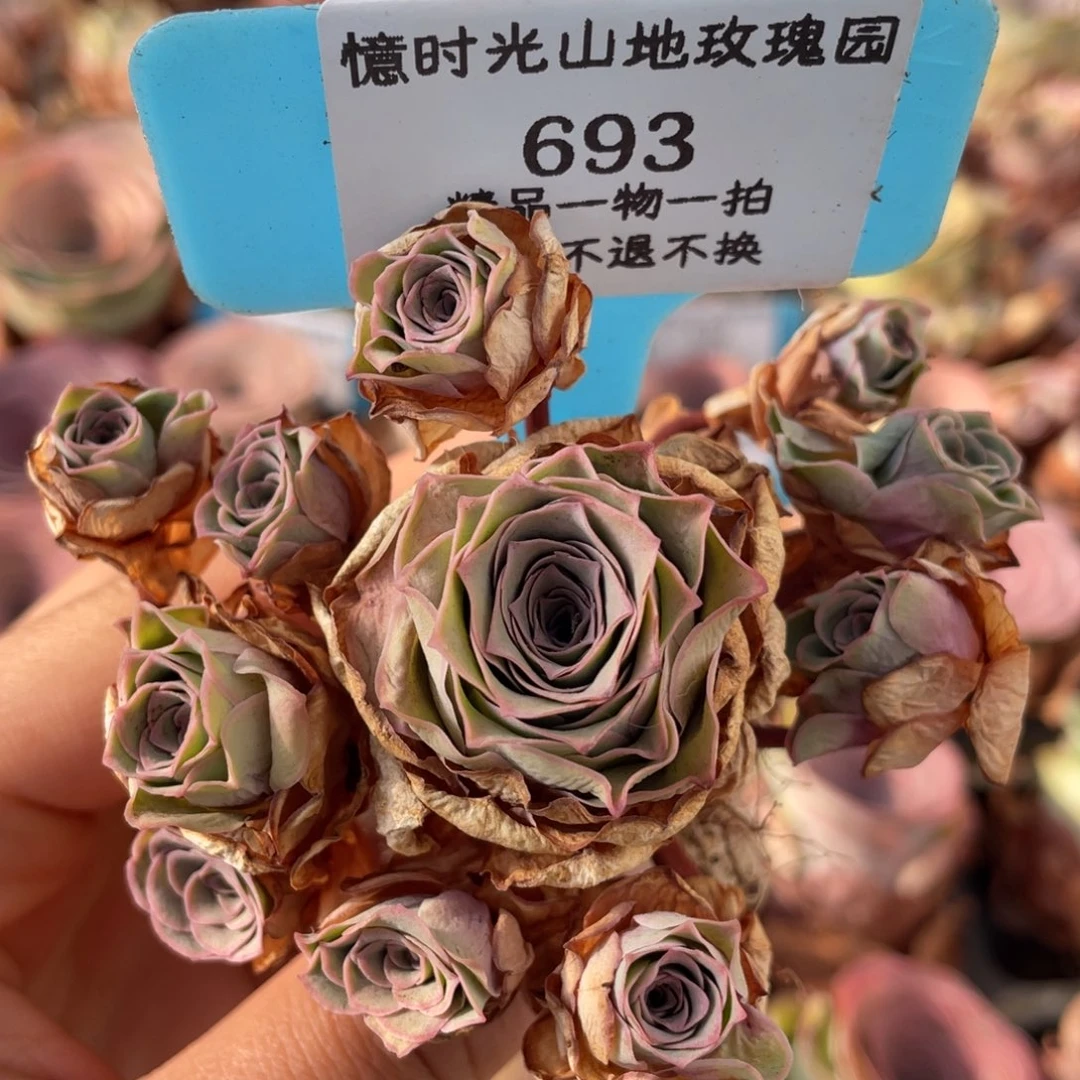 山地玫瑰693断枝不包损不售后